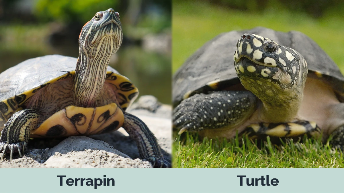 Terrapin vs Turtle - Visual Differences