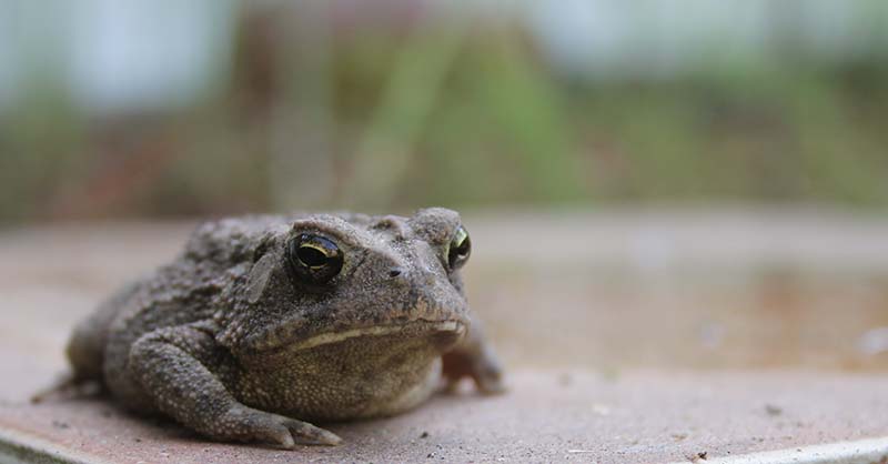 Texas Toad Anaxyrus speciosus in Garden