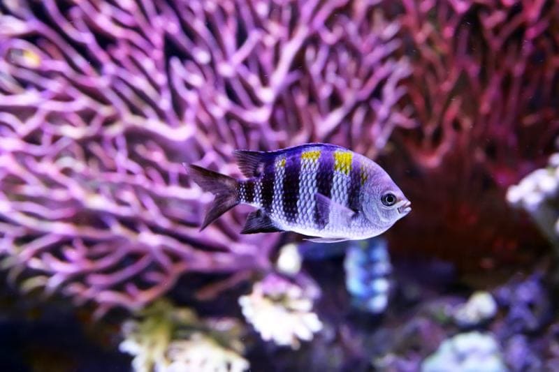The African Malawi cichlids inside the aquarium
