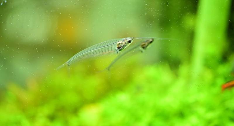 The Asian glass catfish