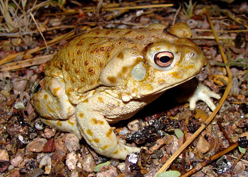 The Giant Sonoran Toad, Anaxyrus or Bufo alvarius