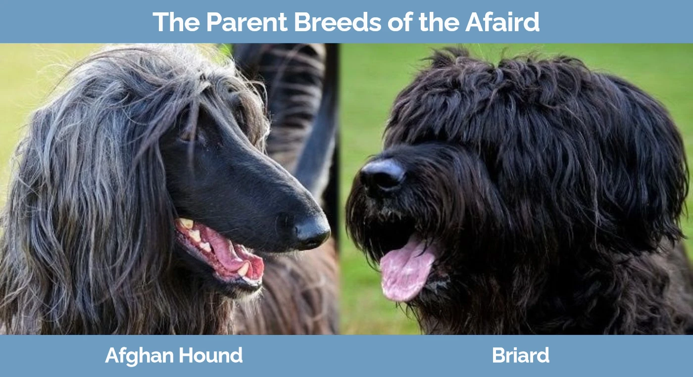 The parent breeds of the Afaird. Left - Afghan Hound Right - Briard