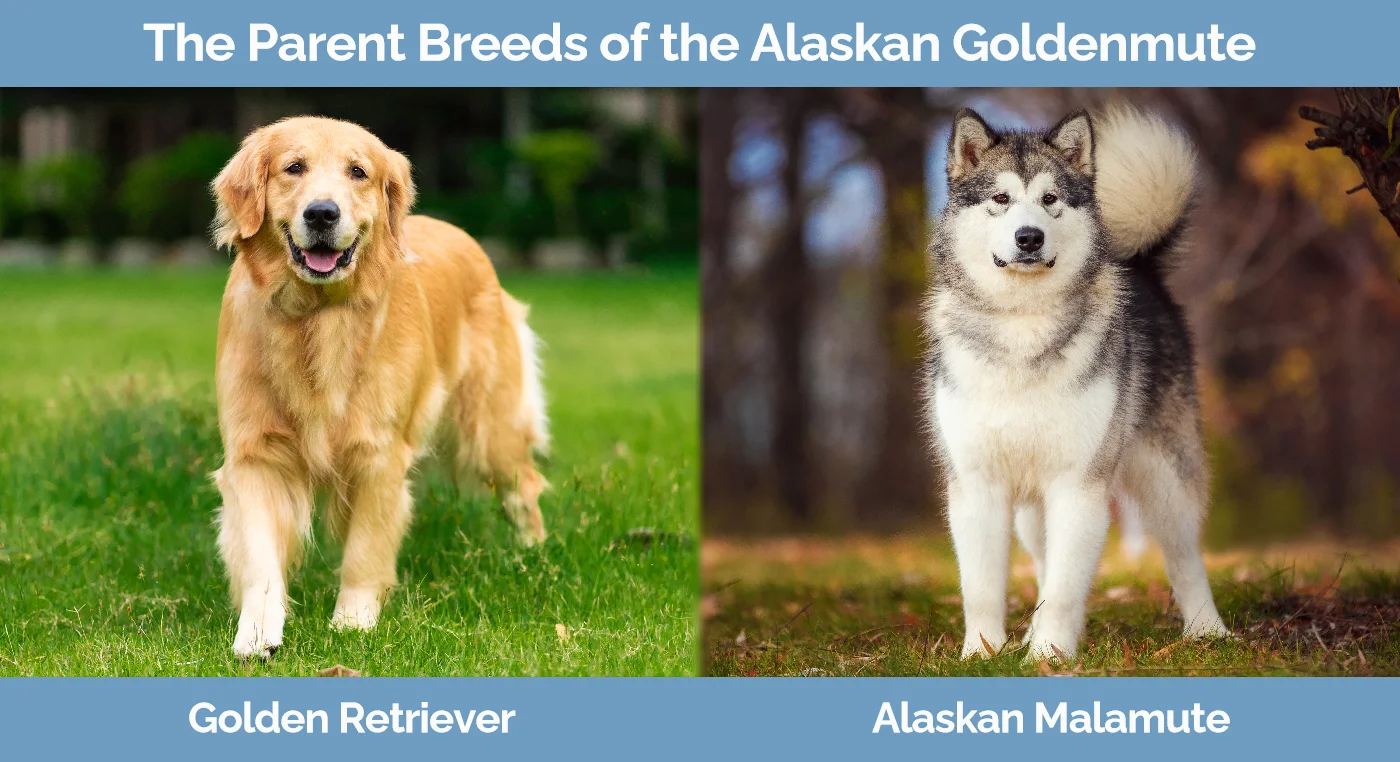The parent breeds of the Alaskan Goldenmute