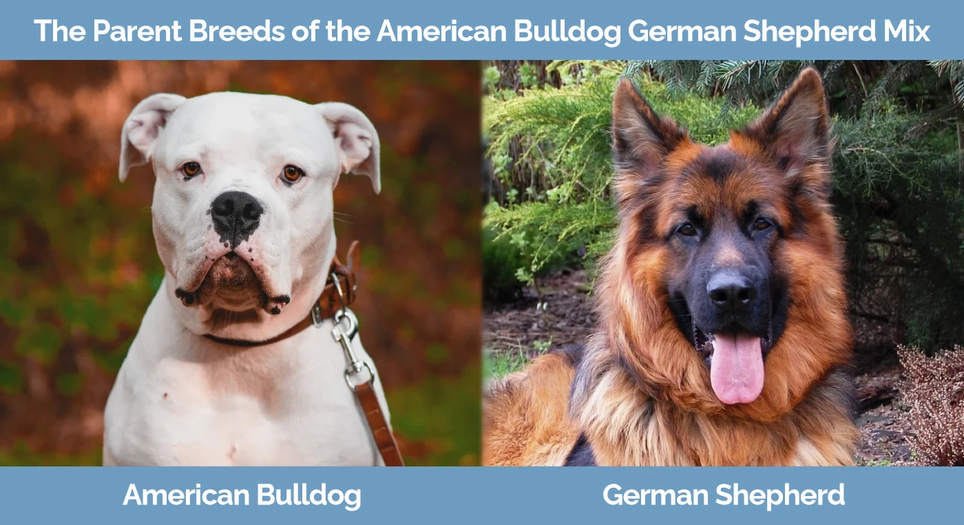American Bulldog German Shepherd Mix Info Pictures Facts Traits American Bulldog German Shepherd Mix Info Pictures Facts Traits