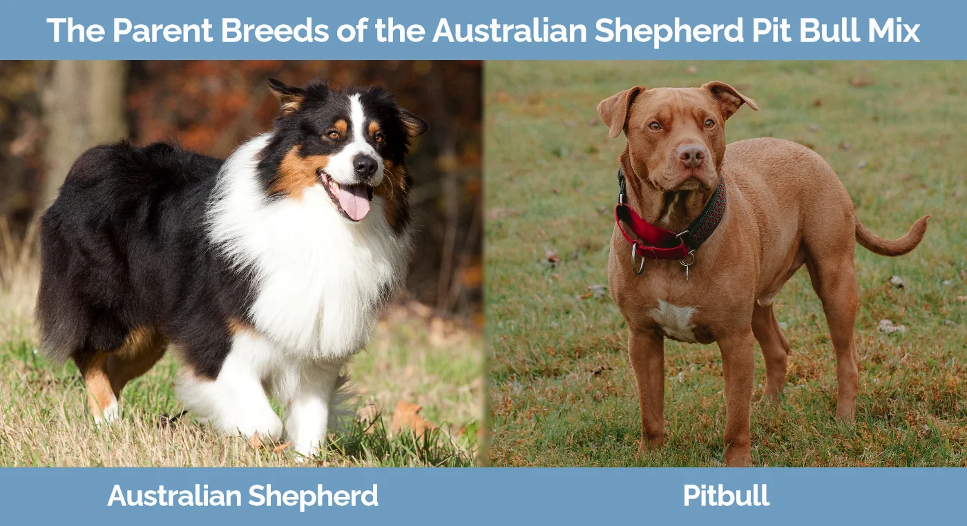The parent breeds of the Australian Shepherd Pit Bull Mix