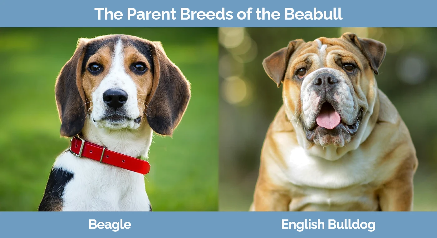 The parent breeds of the Beabull