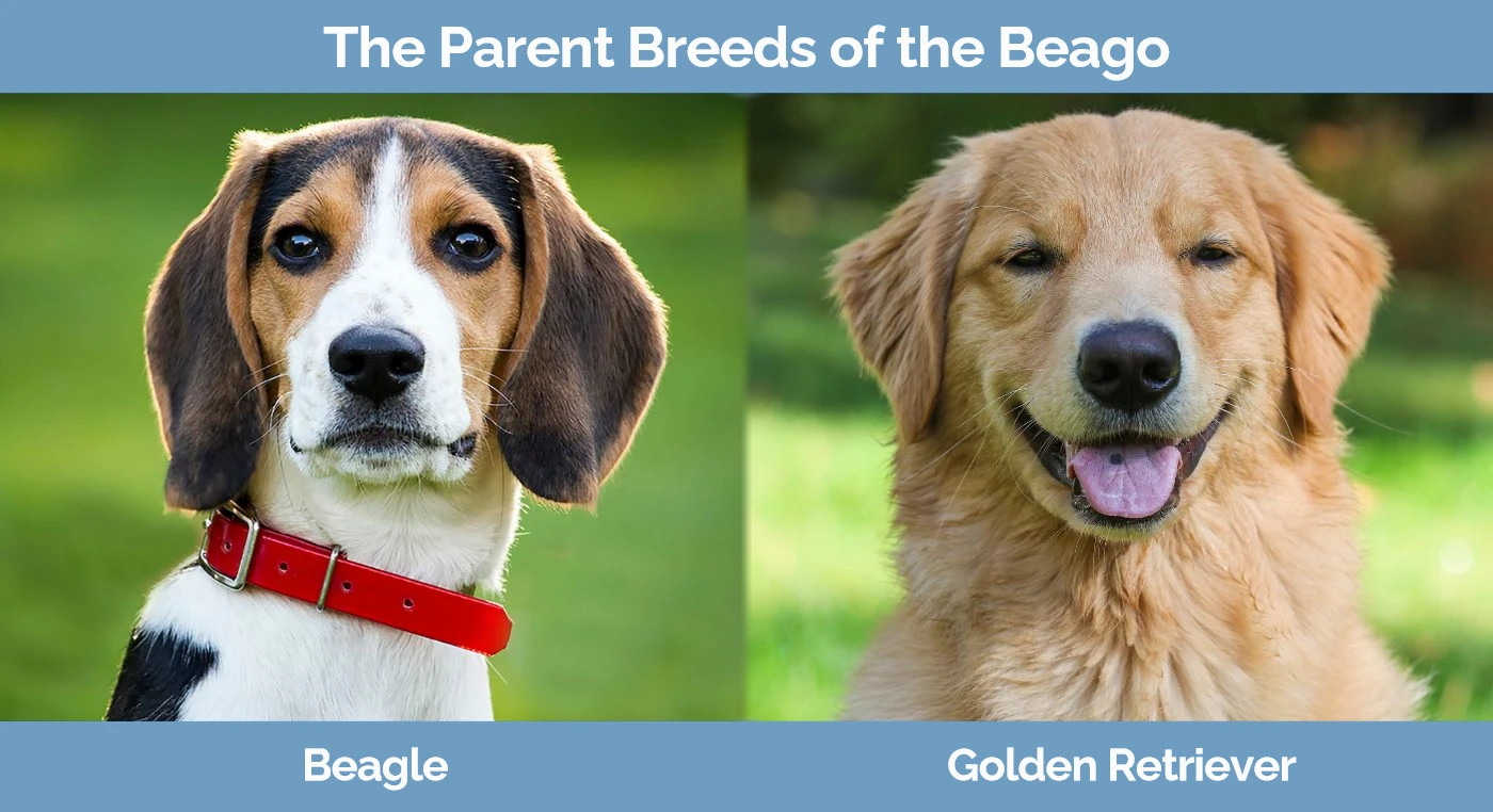 The parent breeds of the Beago - Beagle and Golden Retriever