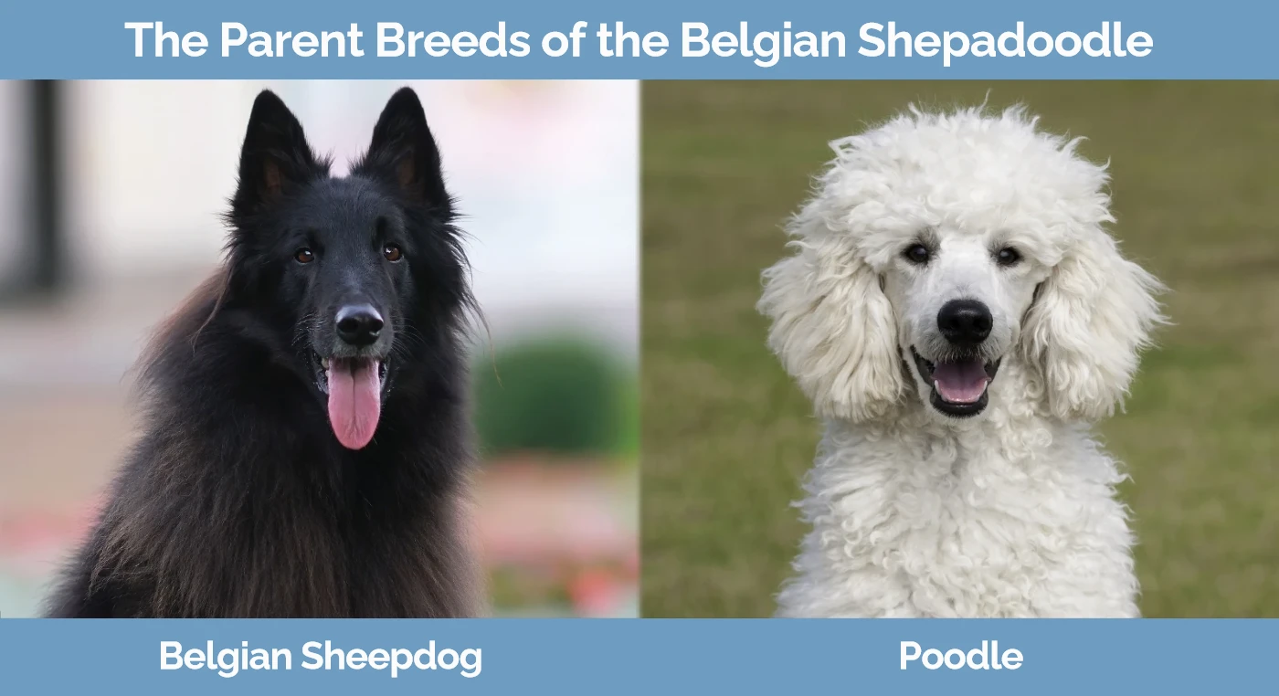The parent breeds of the Belgian Shepadoodle