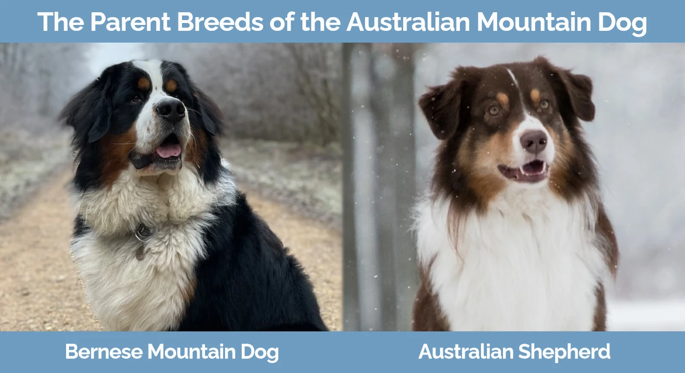 The parent breeds of the Australian Mountain Dog (Bernese Mountain Dog Australian Shepherd Mix)