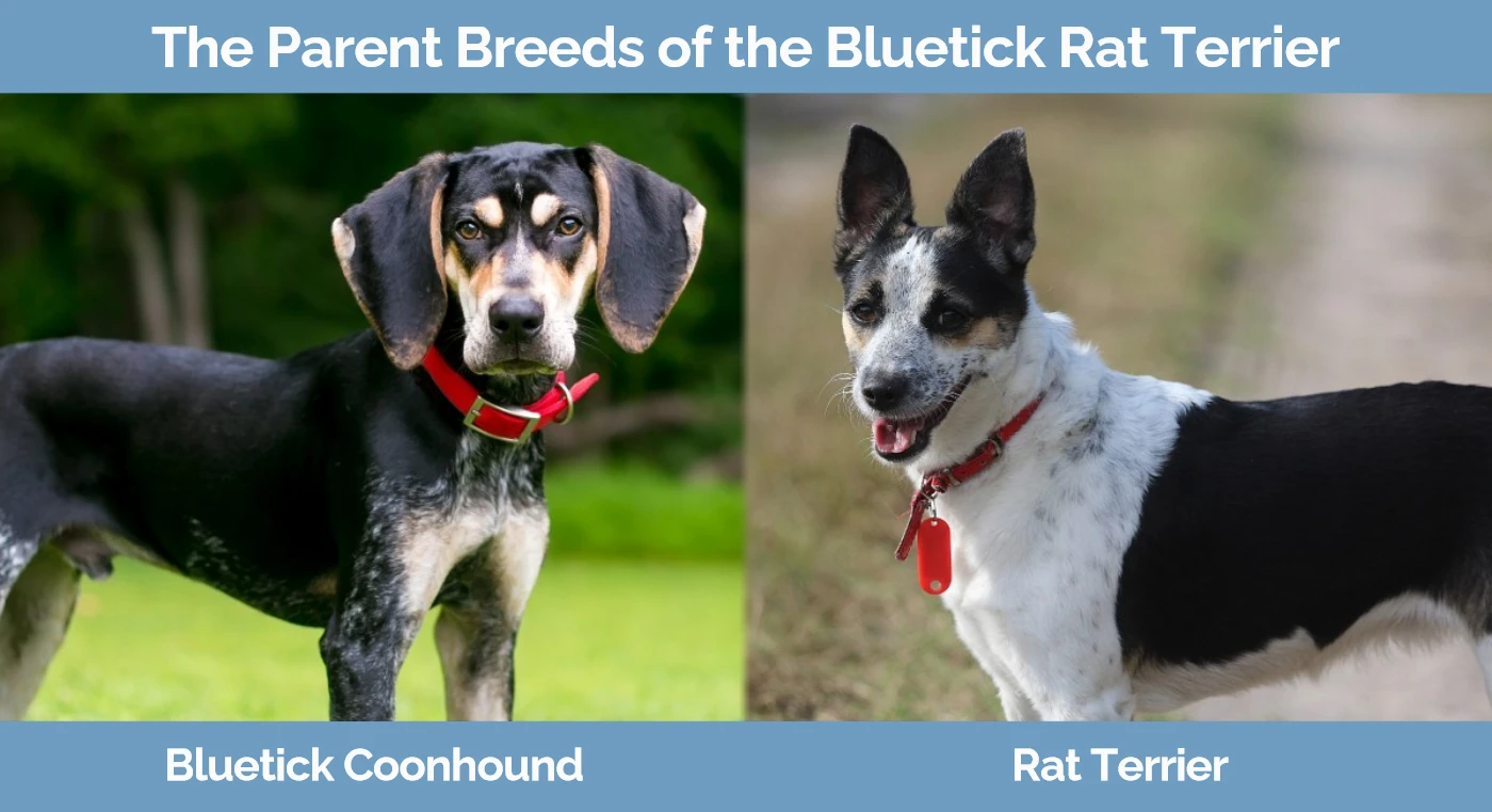 The parent breeds of the Bluetick Rat Terrier - Bluetick Coonhound and Rat Terrier