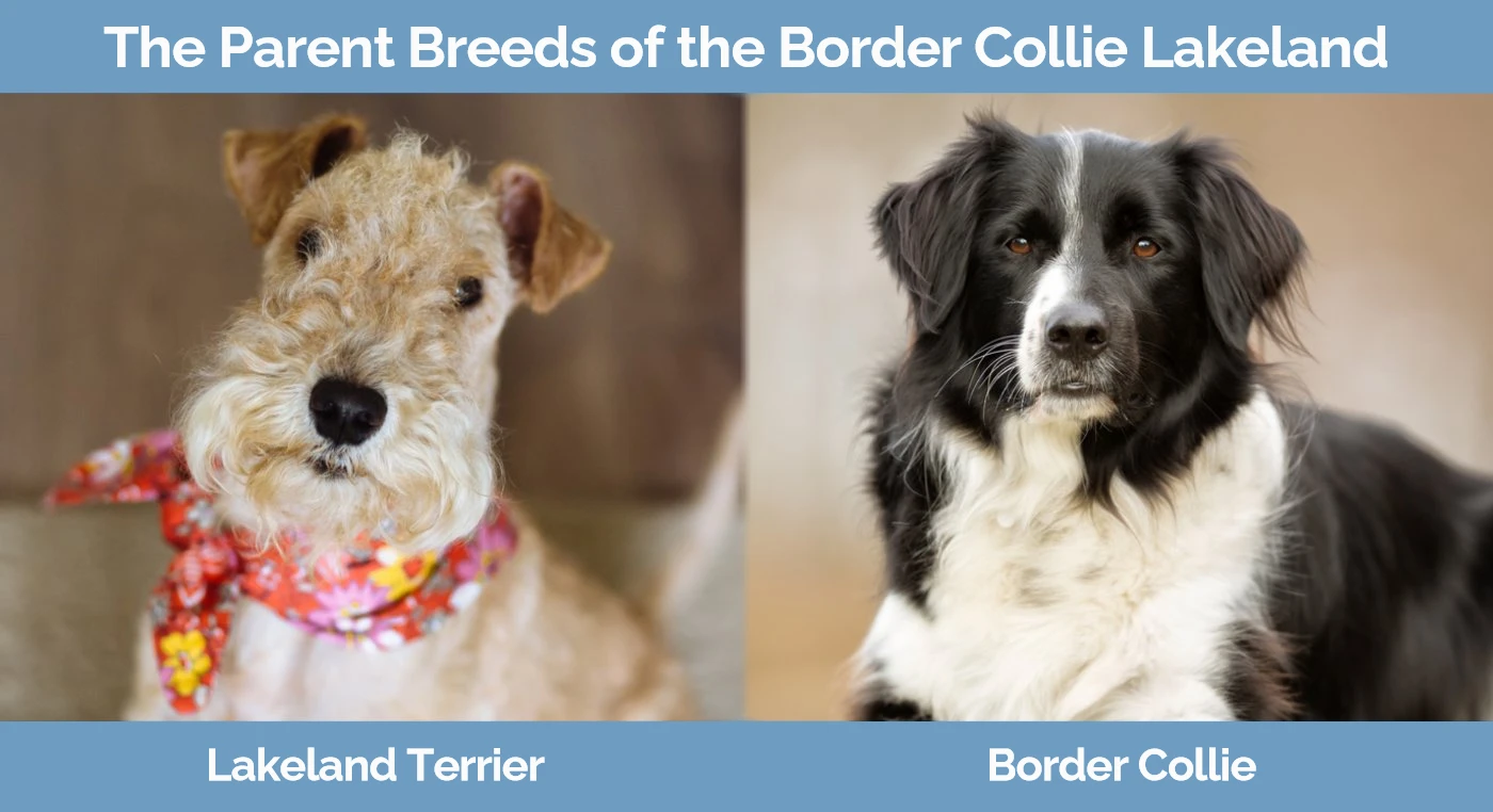 The parent breeds of the Border Collie Lakeland. Left - Lakeland Terrier & Right - Border Collie