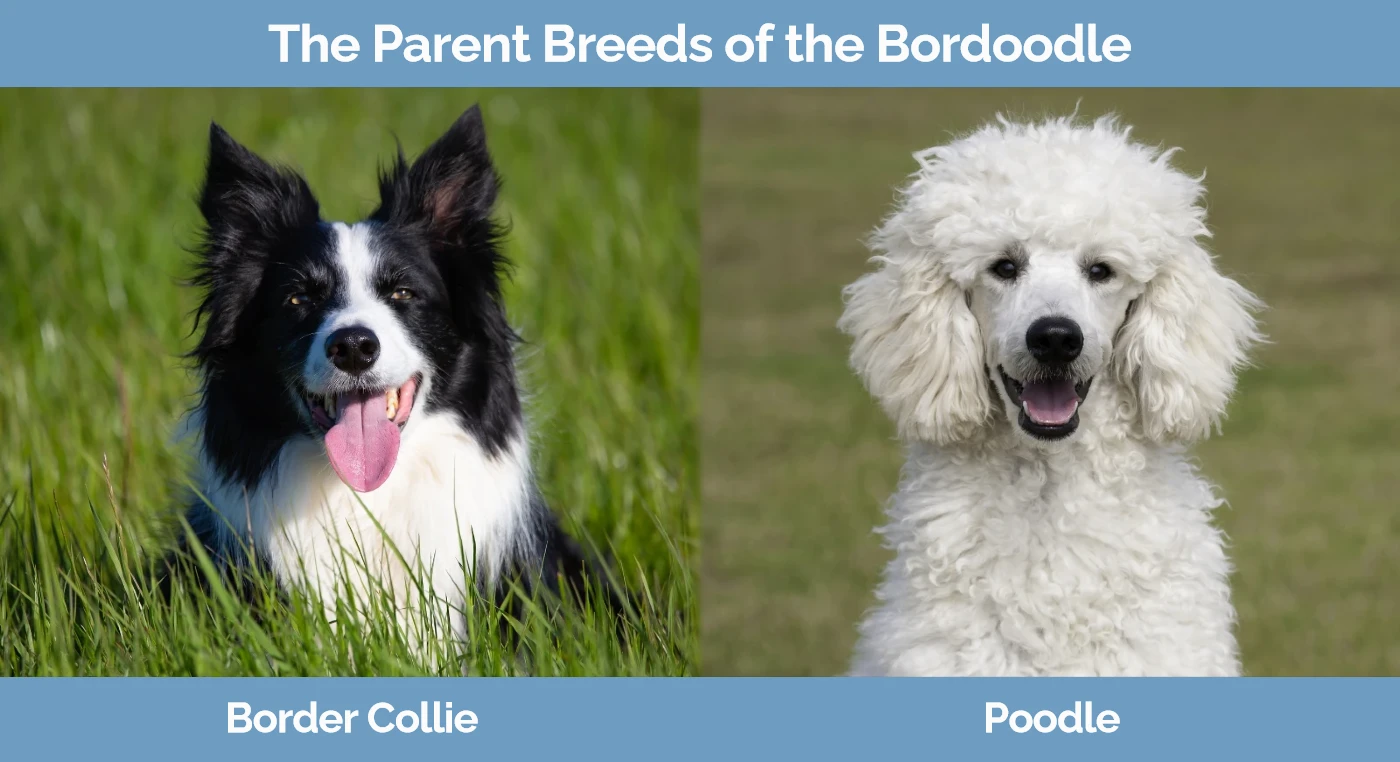 The parent breeds of the Bordoodle