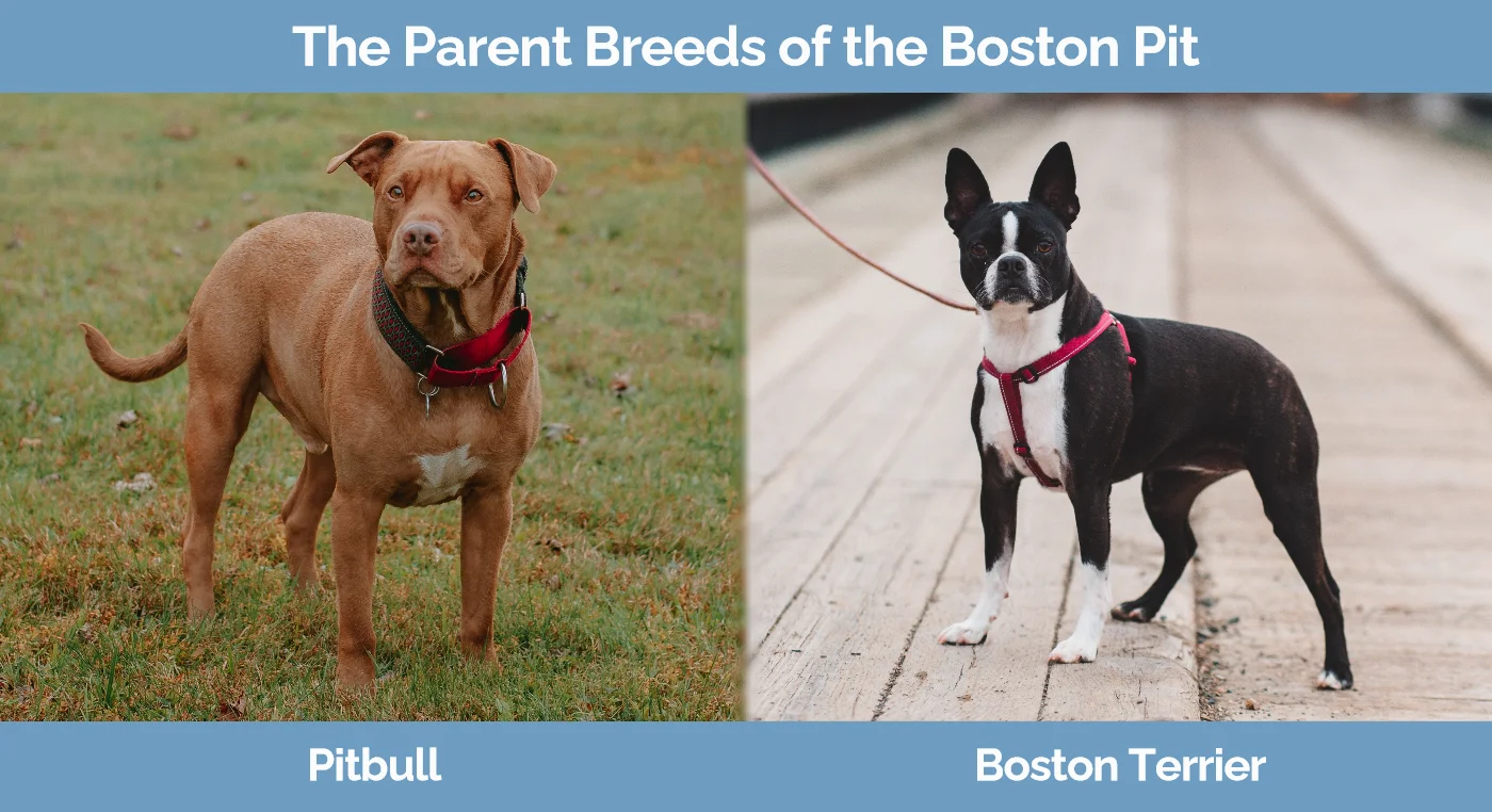 The parent breeds of the Boston Pit