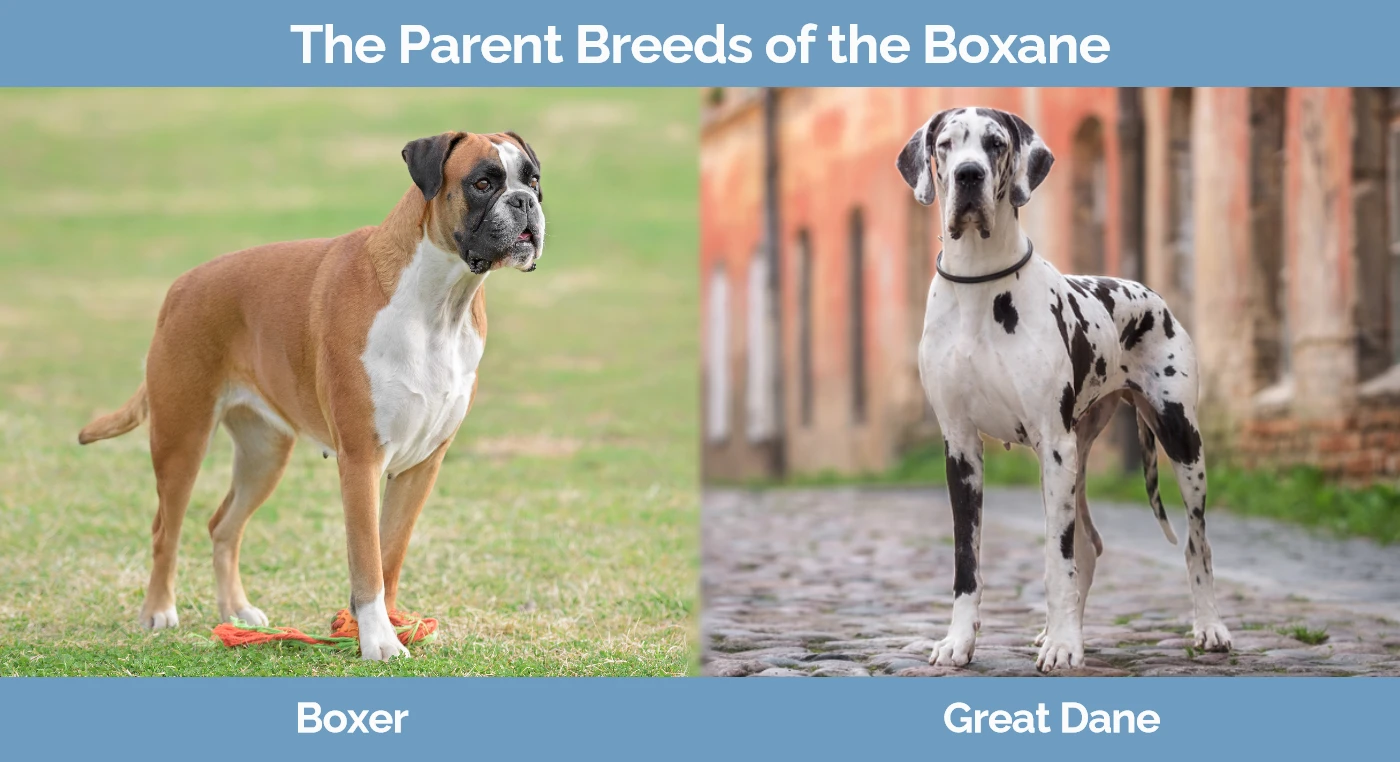 The parent breeds of the Boxane