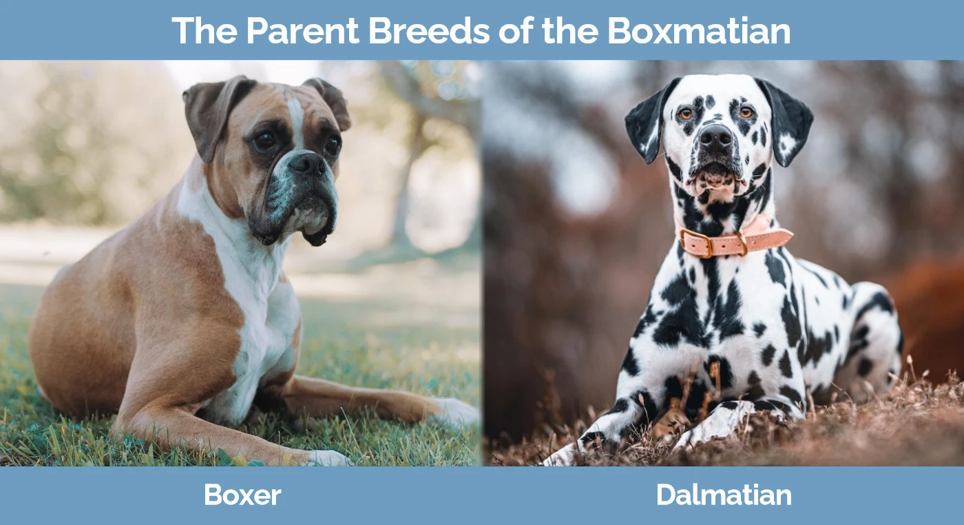 The parent breeds of the Boxmatian - Boxer and Dalmatian