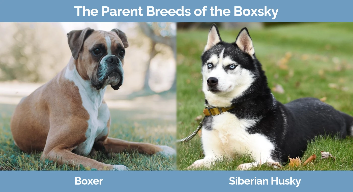 The parent breeds of the Boxsky - Boxer and Siberian Husky