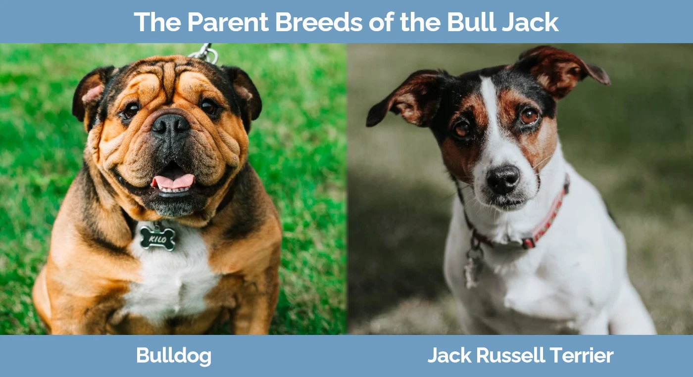 The parent breeds of the Bull Jack - Bulldog and Jack Russell Terrier