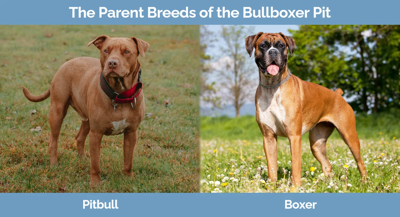 The parent breeds of the Bullboxer Pit