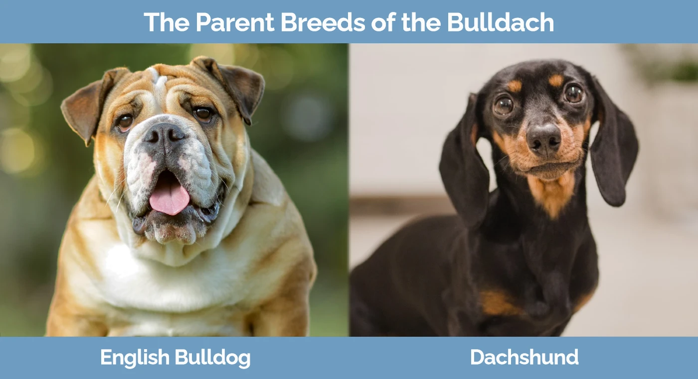 The parent breeds of the Bulldach