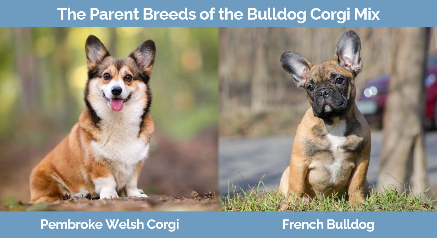 The parent breeds of the Bulldog Corgi Mix