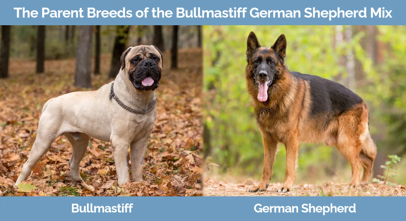 The parent breeds of the Bullmastiff German Shepherd Mix