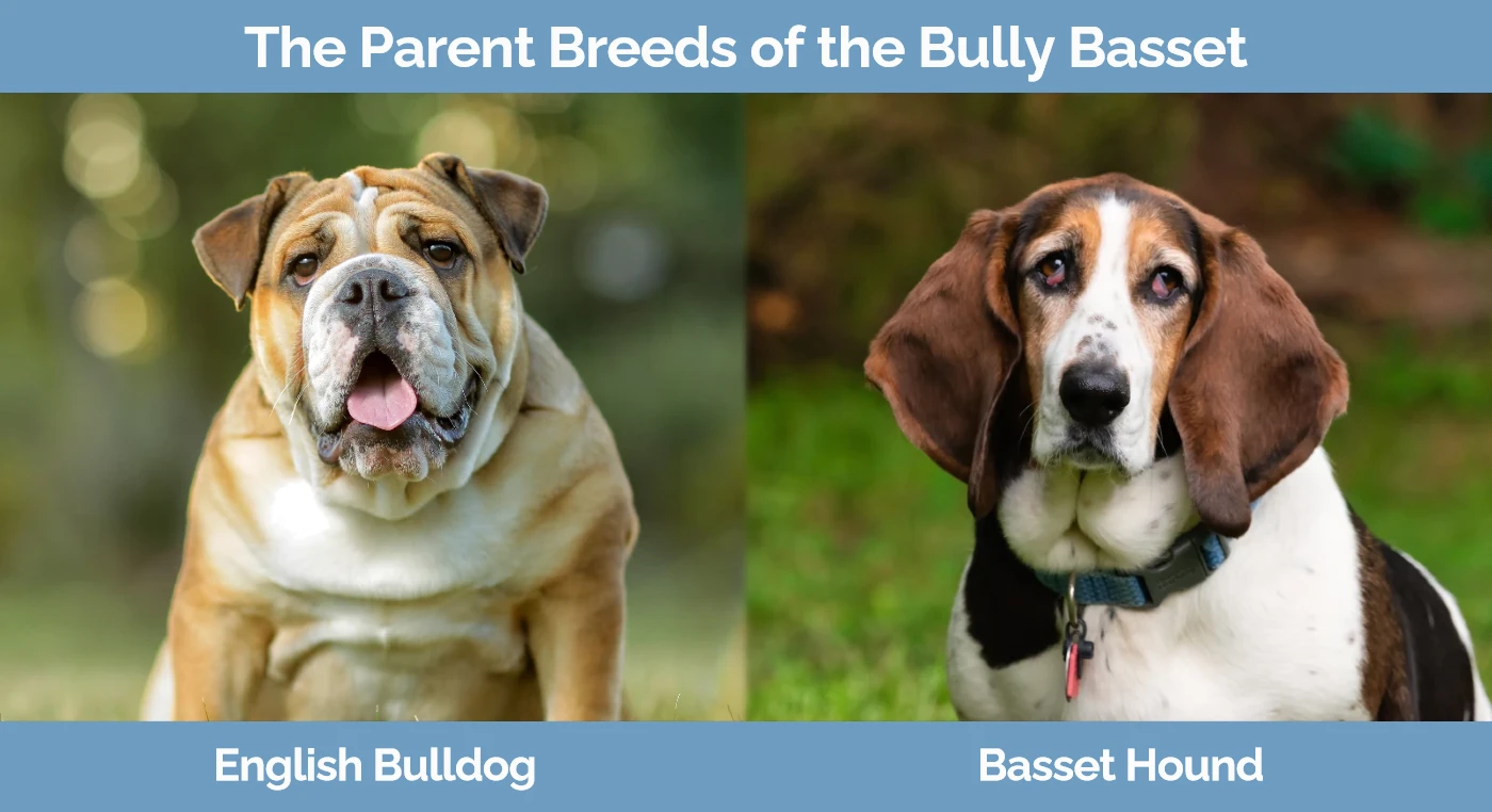 The parent breeds of the Bully Basset