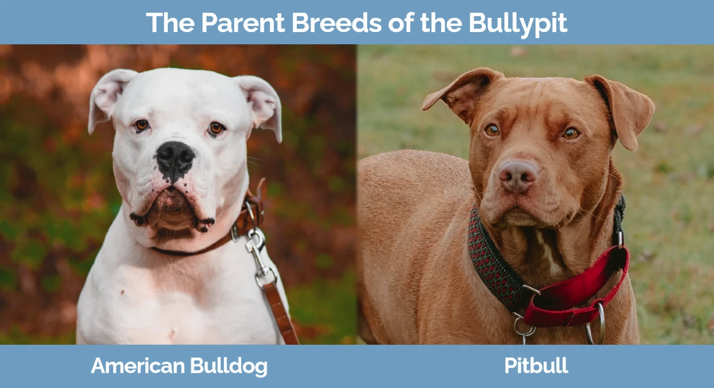 The parent breeds of the Bullypit