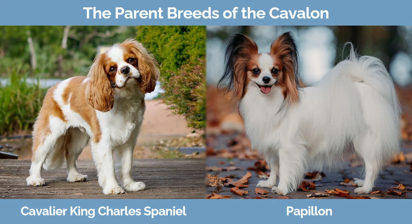 The parent breeds of the Cavalon