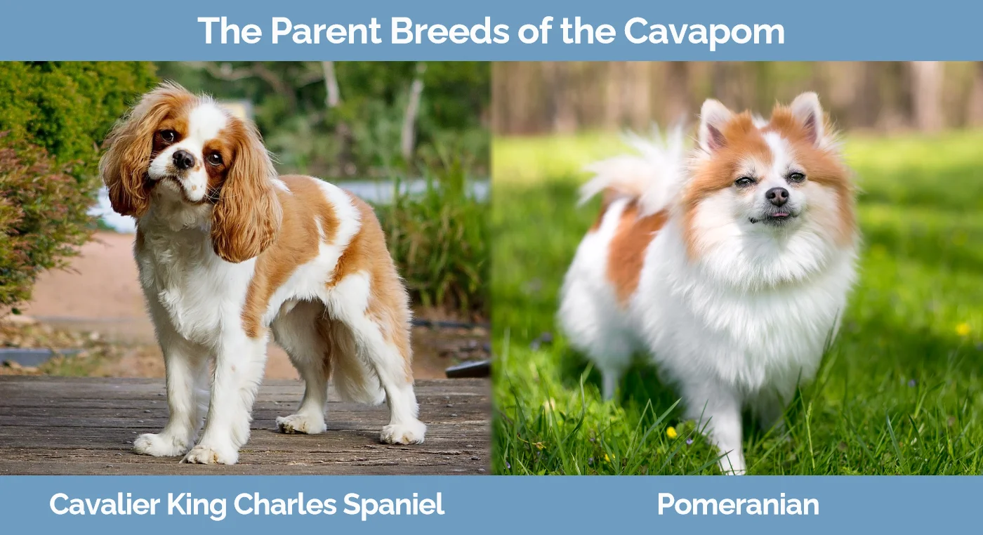 The parent breeds of the Cavapom