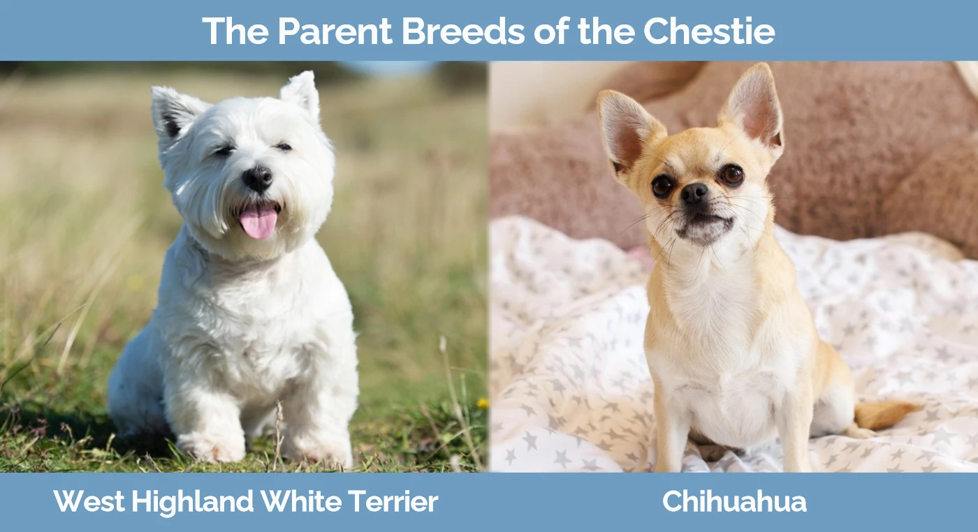 The parent breeds of the Chestie. Left - West Highland White Terrier & Right - Chihuahua