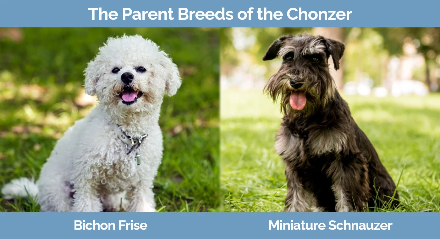 The parent breeds of the Chonzer - Bichon Frise and Miniature Schnauzer