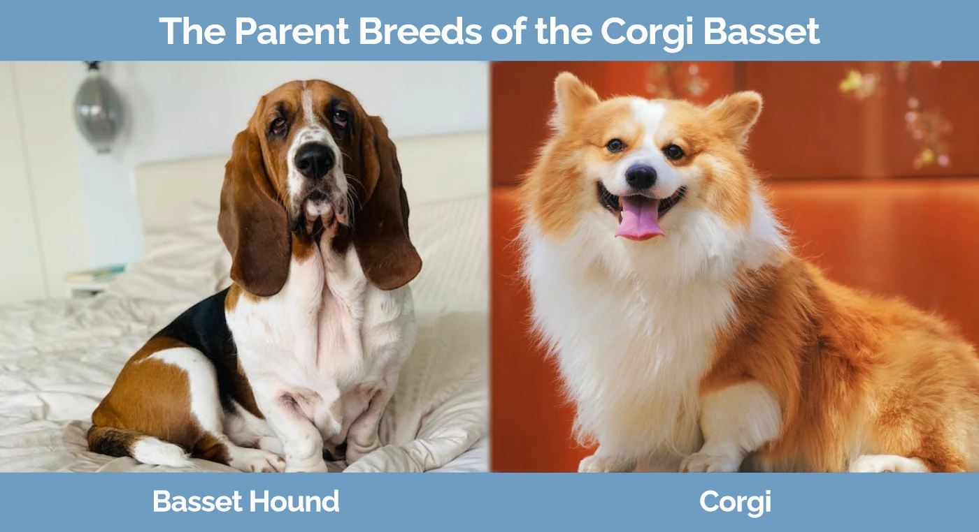 The parent breeds of the Corgi Basset - Basset Hound and Welsh Corgi