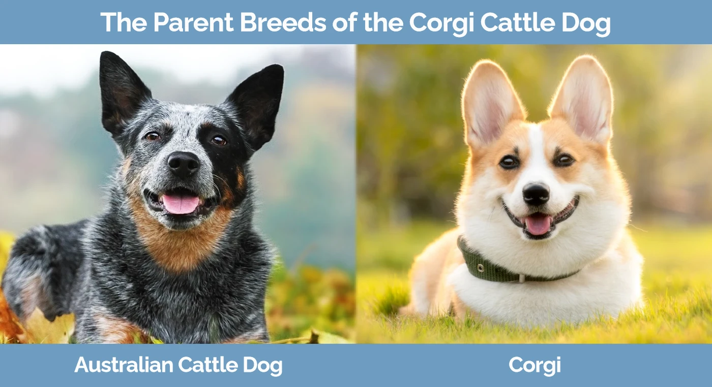 The parent breeds of the Corgi Cattle Dog