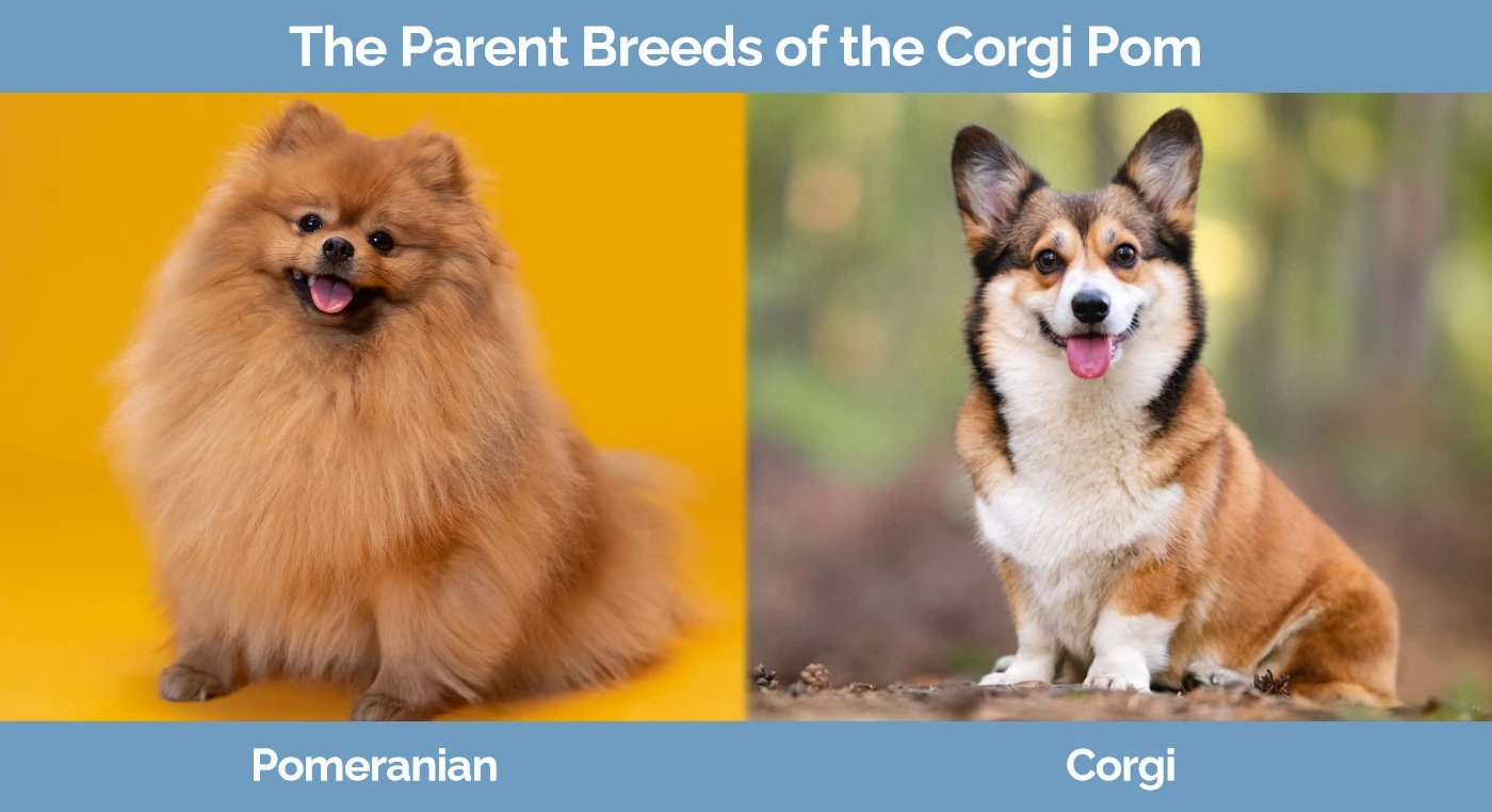The parent breeds of the Corgi Pom