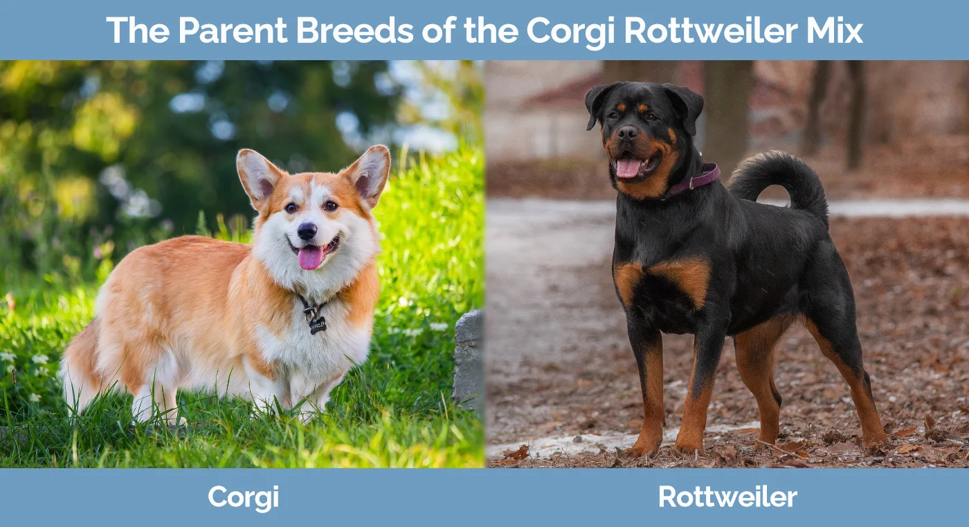 The parent breeds of the Corgi Rottweiler Mix