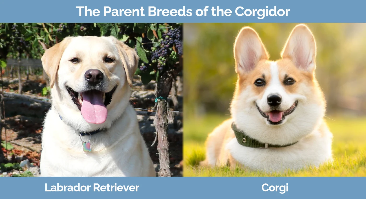 The parent breeds of the Corgidor