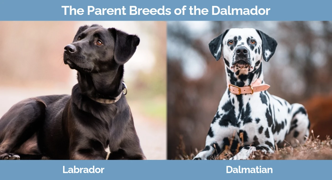 The parent breeds of the Dalmador - Labrador and Dalmatian