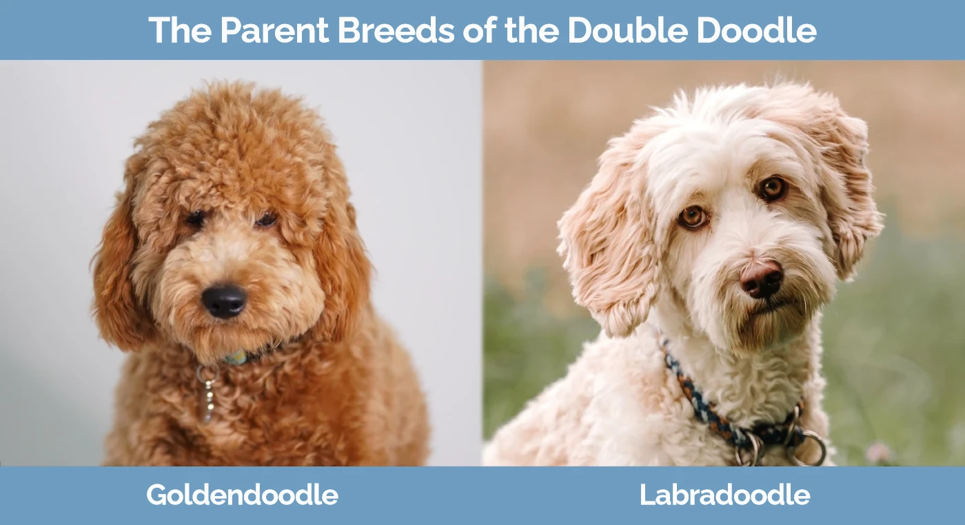 The parent breeds of the Double Doodle
