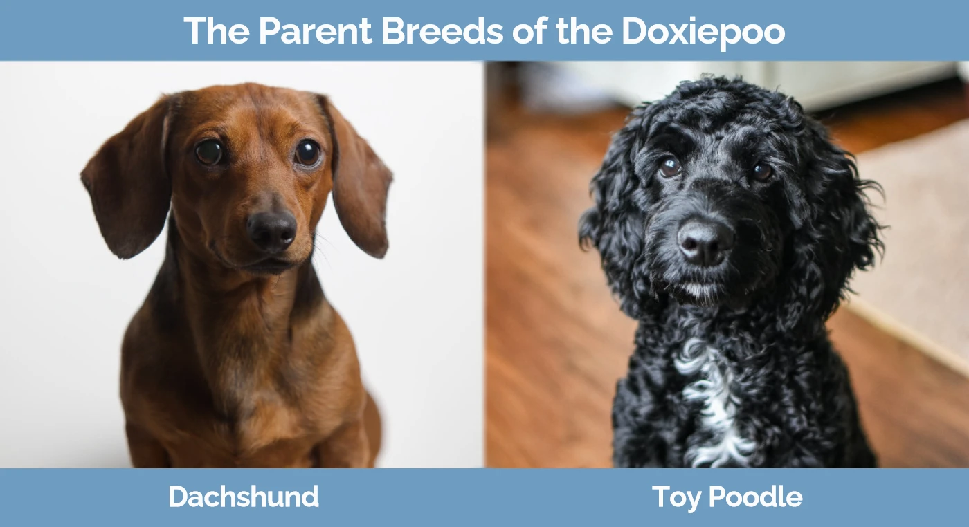 The parent breeds of the Doxiepoo - Dachshund and Toy Poodle