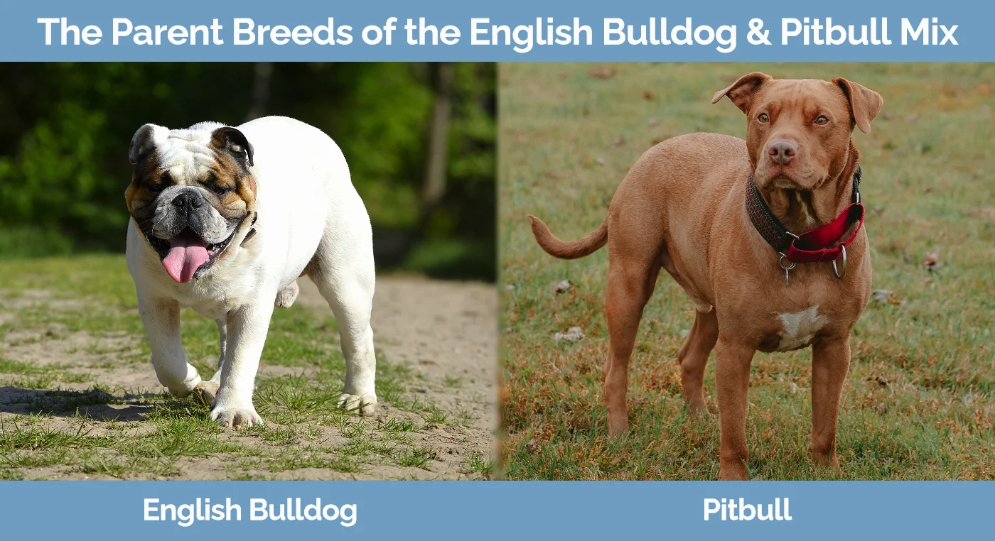 The parent breeds of the English Bulldog & Pitbull Mix