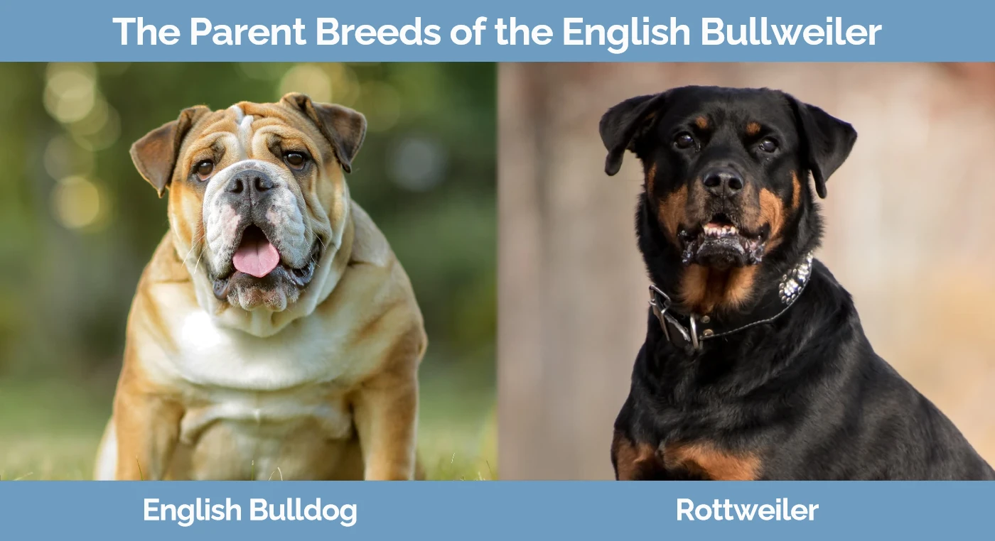 The parent breeds of the English Bullweiler
