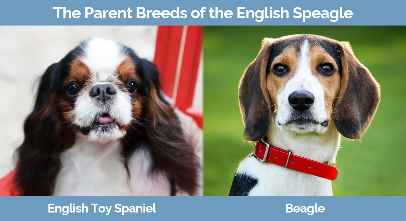 The parent breeds of the English Speagle - English Toy Spaniel and Beagle