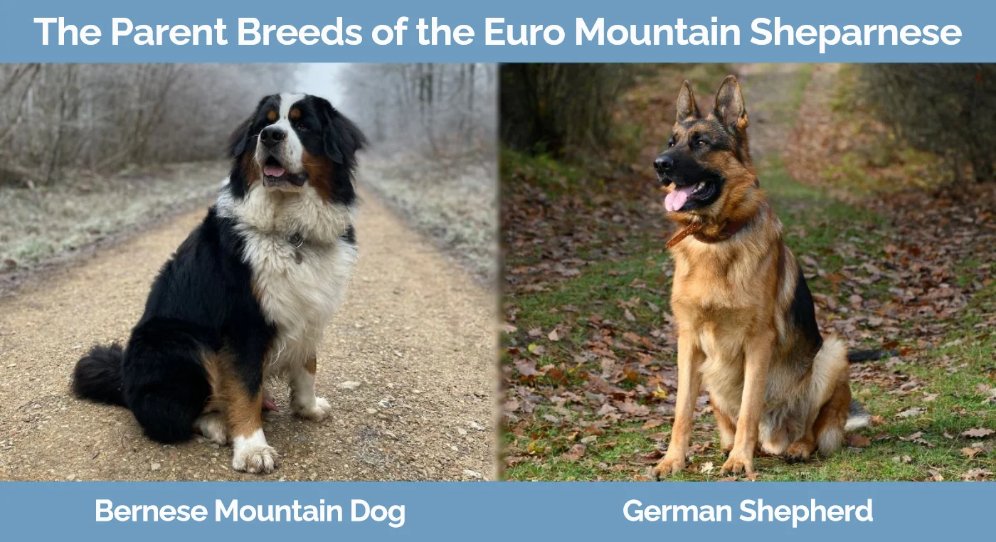 The parent breeds of the Euro Mountain Sheparnese - Bernese Mountain Dog and German Shepherd