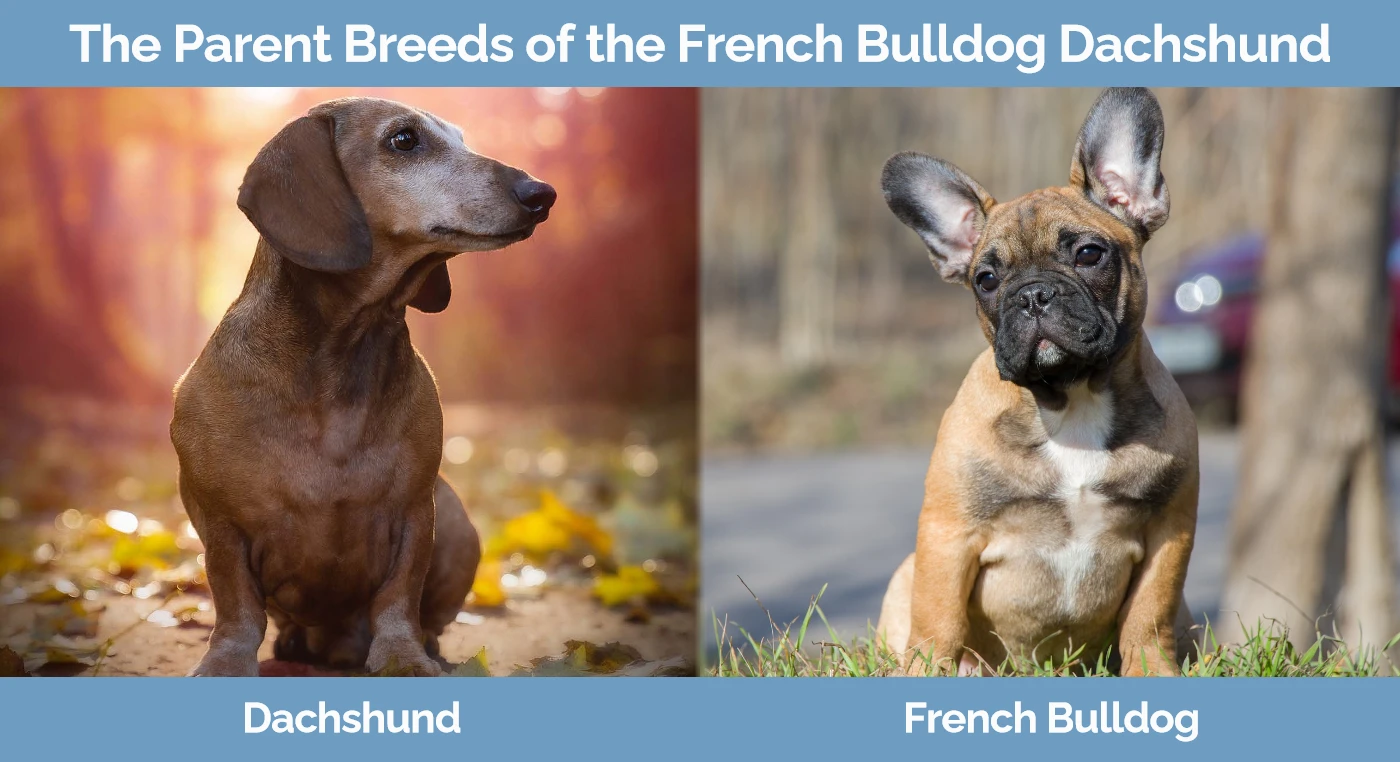 The parent breeds of the French Bulldog Dachshund