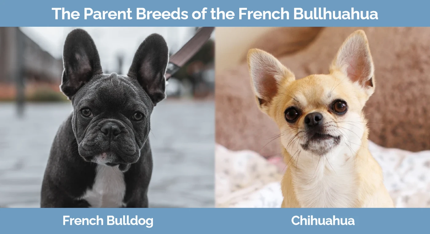 The parent breeds of the French Bullhuahua