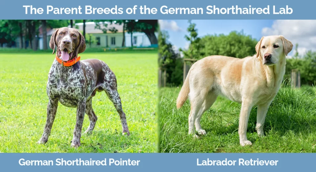The parent breeds of the German Shorthaired Lab