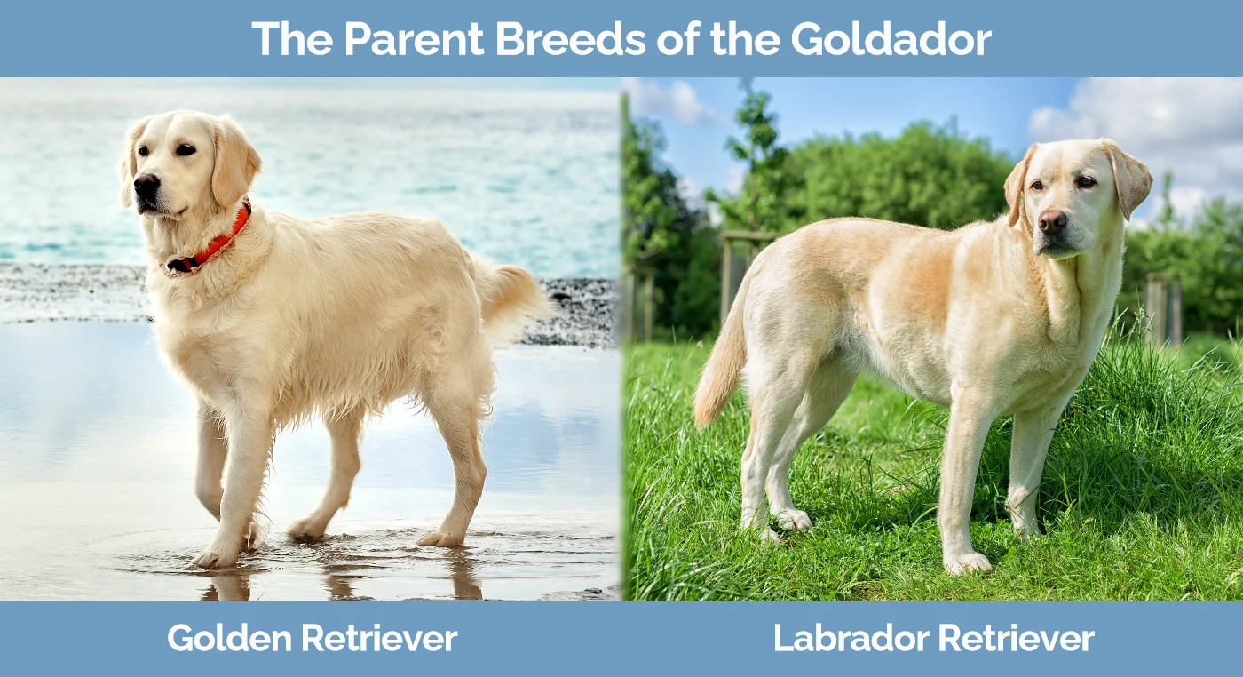 The parent breeds of the Goldador