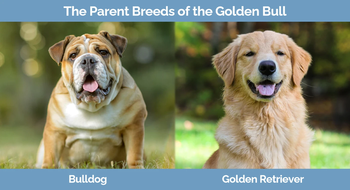 The parent breeds of the Golden Bull