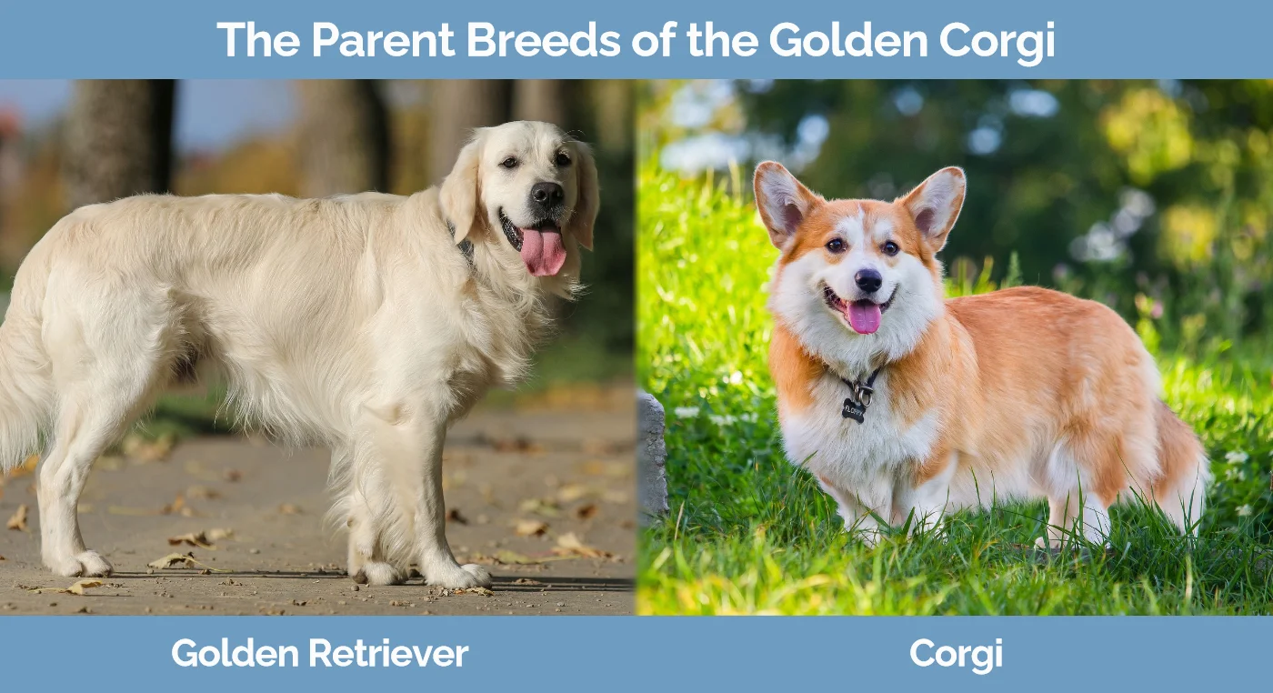 The parent breeds of the Golden Corgi
