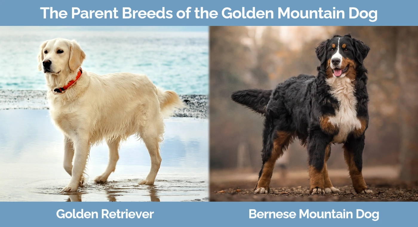 The parent breeds of the Golden Mountain Dog
